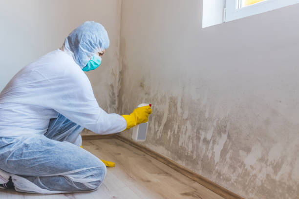Licensed Mold Testing service in Hamilton, VA - WQB Mold Removal