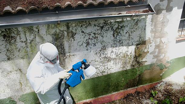 Top rated local Mold Testing specialists in Hamilton, VA